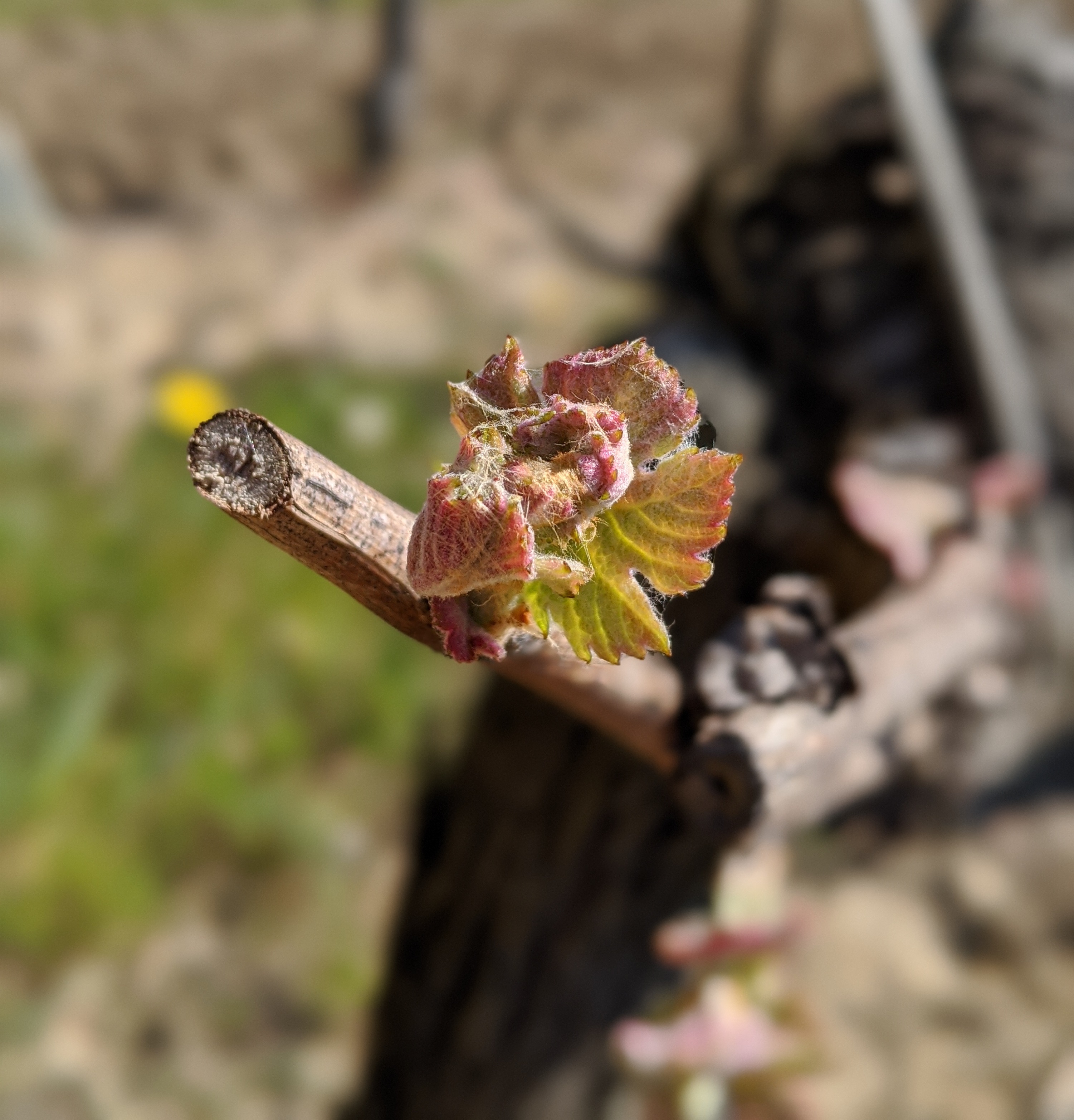 bourgeons